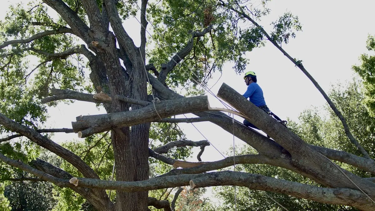 Professional Crown Thinning performed by certified arborists in Leonard
